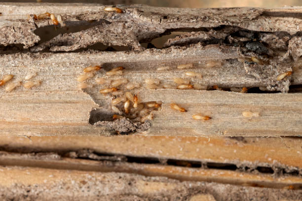 Best Wildlife Control Services  in Las Vegas, NV